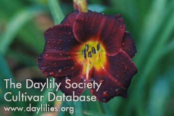 Daylily Dark Ruby